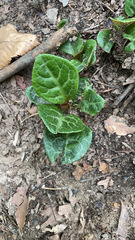 Pyrola americana