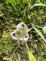 Calochortus eurycarpus