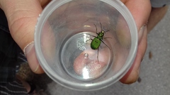 Cicindela campestris