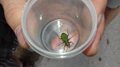 Cicindela campestris