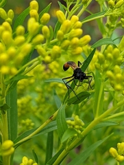 Ammophila