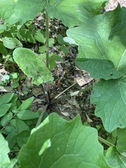 Arctium lappa