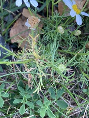 Anthemideae