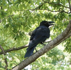 Corvus macrorhynchos japonensis