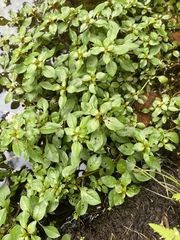 Ludwigia palustris
