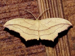 Timandra amaturaria