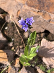Veronica wormskjoldii