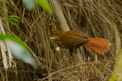 Syndactyla rufosuperciliata