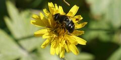 Eristalis rupium