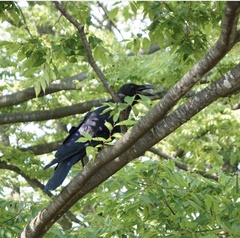 Corvus macrorhynchos japonensis