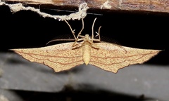 Timandra amaturaria