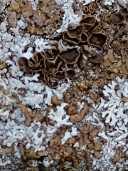 Xanthoparmelia pulla