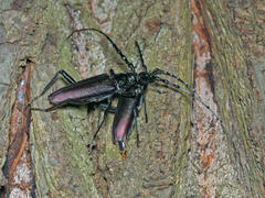 Cerambyx cerdo