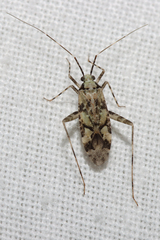 Phytocoris tiliae