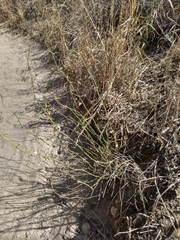 Ephedra