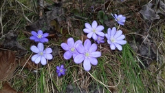 Hepatica nobilis