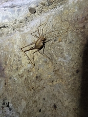 Euhadenoecus puteanus