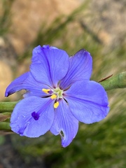 Aristea capitata