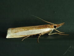 Crambus leachellus