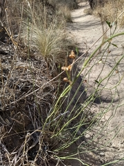 Ephedra