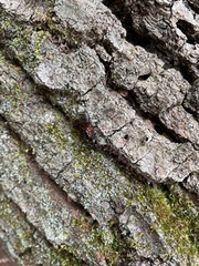 Camponotus chromaiodes