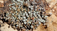 Helichrysum saxicola