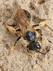 Halictus sexcinctus