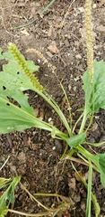 Plantago