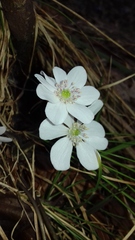 Hepatica nobilis