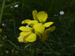 Erysimum pseudorhaeticum