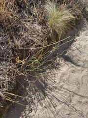 Ephedra