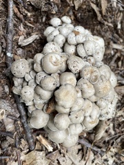 Lyophyllum decastes