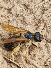 Halictus sexcinctus