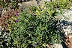 Lupinus angustifolius