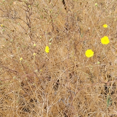 Hemizonia congesta lutescens