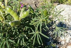 Lupinus angustifolius