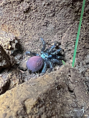 Antrodiaetus pacificus