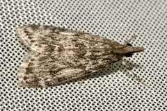 Eudonia truncicolella