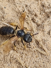 Halictus sexcinctus