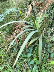 Crocosmia × crocosmiiflora