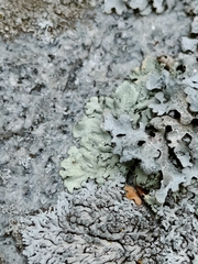Parmelioideae