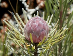 Leucadendron album