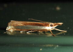 Crambus leachellus