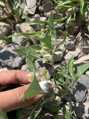 Chamaesaracha sordida