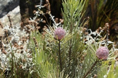 Leucadendron album
