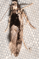 Pseudochelaria walsinghami