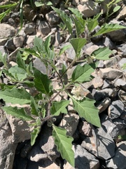 Chamaesaracha sordida