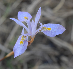 Moraea stricta