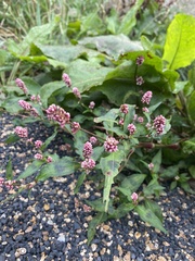Persicaria maculosa