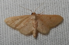 Idaea eremiata